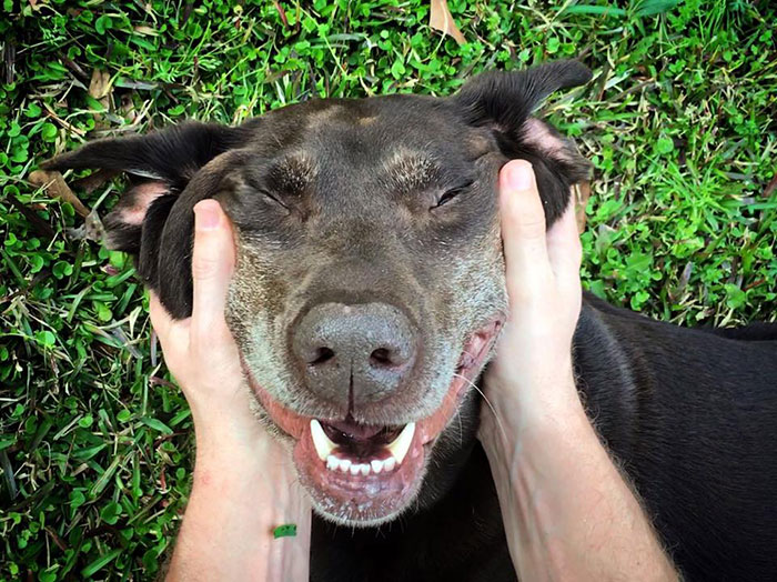 After His Dog Was Diagnosed With Cancer, The Owner Took Him On A Final Epic Road Trip After His Dog Was Diagnosed With Cancer, The Owner Took Him On A Final Epic Road Trip