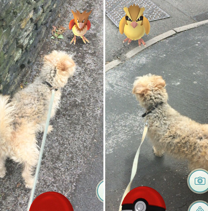 When This Animal Shelter Asked Pokémon Go Players To Walk Their Dogs, They Didn&#8217;t Expect This