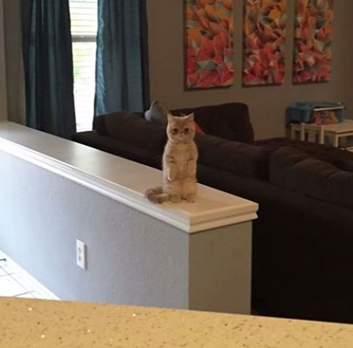Meet Human-Cat Who Keeps Standing On 2 Legs And Judging His Owners