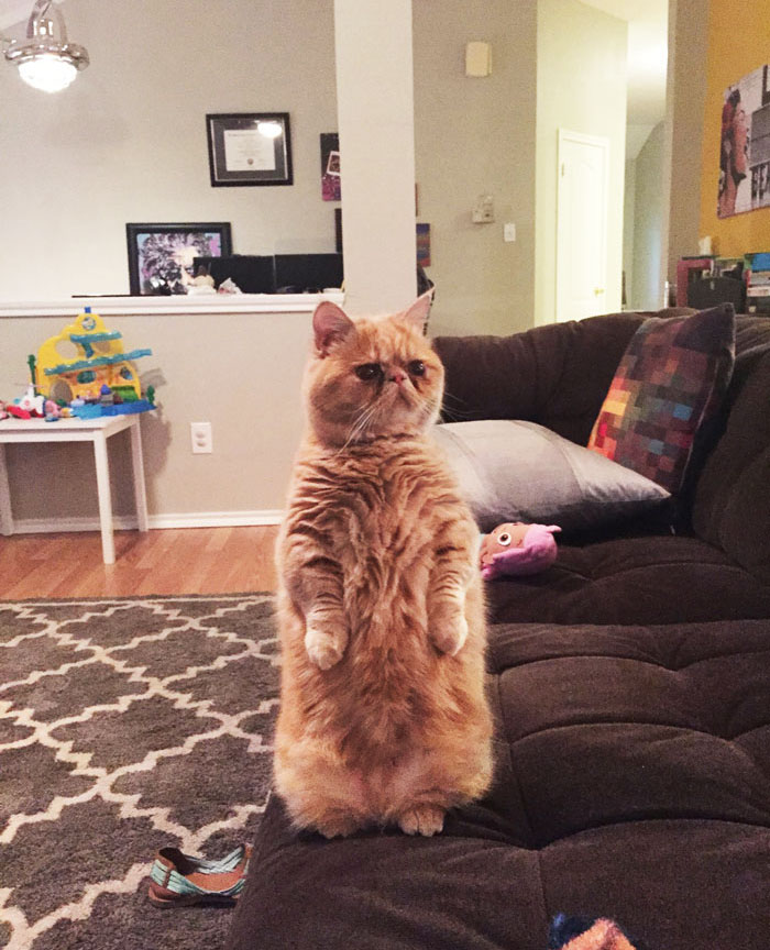 Meet Human-Cat Who Keeps Standing On 2 Legs And Judging His Owners