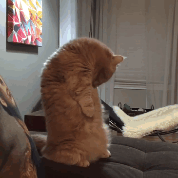 Meet Human-Cat Who Keeps Standing On 2 Legs And Judging His Owners