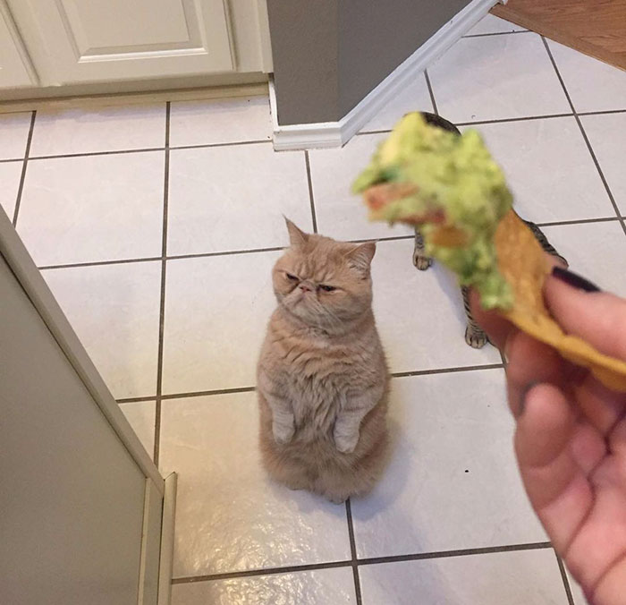 Meet Human-Cat Who Keeps Standing On 2 Legs And Judging His Owners