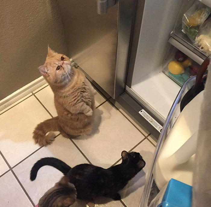 Meet Human-Cat Who Keeps Standing On 2 Legs And Judging His Owners
