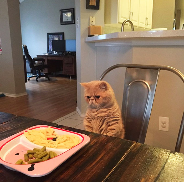 Meet Human-Cat Who Keeps Standing On 2 Legs And Judging His Owners