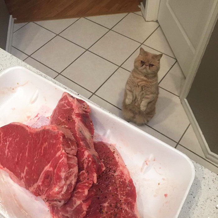 Meet Human-Cat Who Keeps Standing On 2 Legs And Judging His Owners