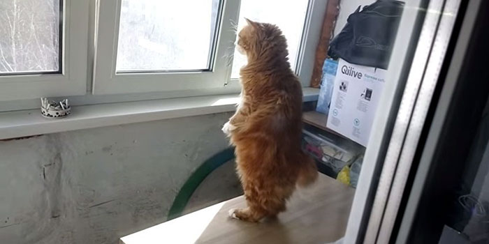 Meet Human-Cat Who Keeps Standing On 2 Legs And Judging His Owners