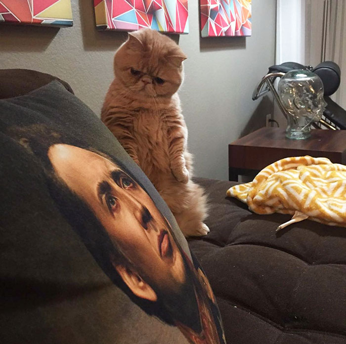 Meet Human-Cat Who Keeps Standing On 2 Legs And Judging His Owners