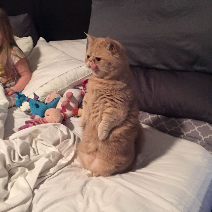 Meet Human-Cat Who Keeps Standing On 2 Legs And Judging His Owners