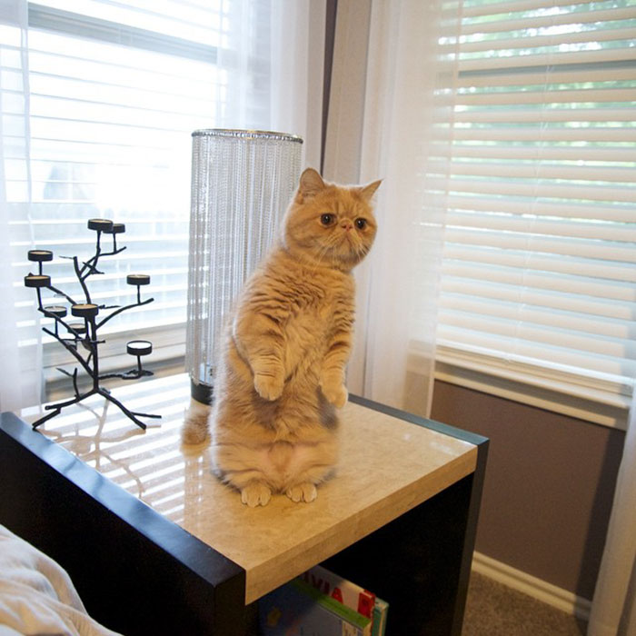Meet Human-Cat Who Keeps Standing On 2 Legs And Judging His Owners