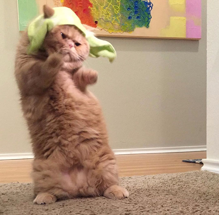 Meet Human-Cat Who Keeps Standing On 2 Legs And Judging His Owners