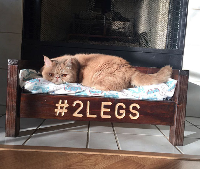 Meet Human-Cat Who Keeps Standing On 2 Legs And Judging His Owners