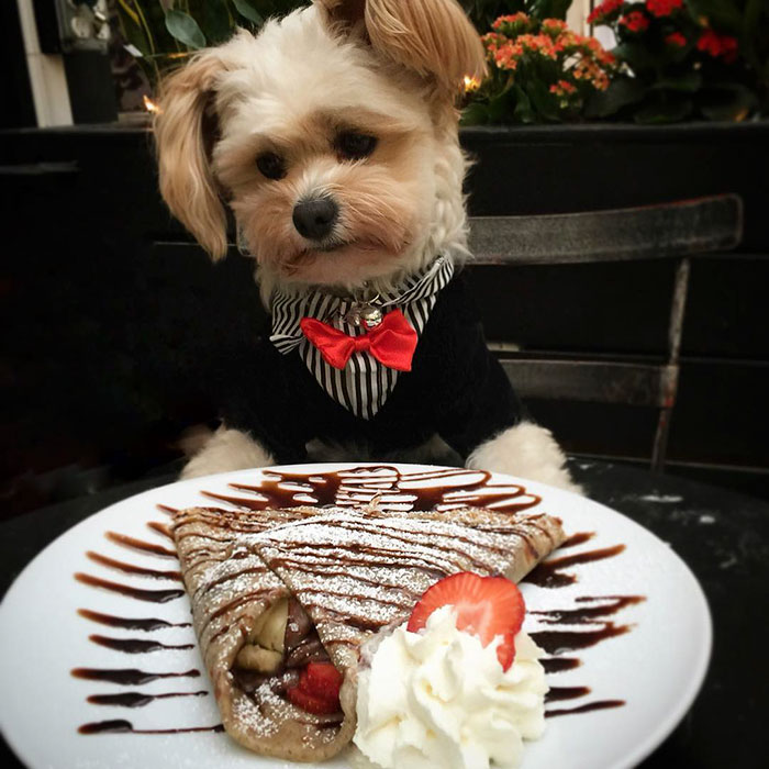 This Rescue Dog&#8217;s Instagram Filled With Food Porn Is Your New Favorite Foodie