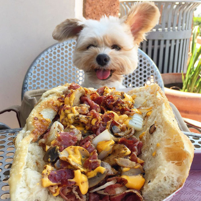 This Rescue Dog&#8217;s Instagram Filled With Food Porn Is Your New Favorite Foodie