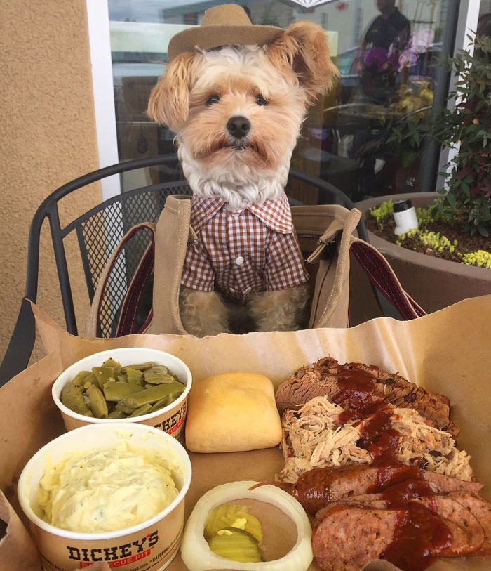 This Rescue Dog&#8217;s Instagram Filled With Food Porn Is Your New Favorite Foodie