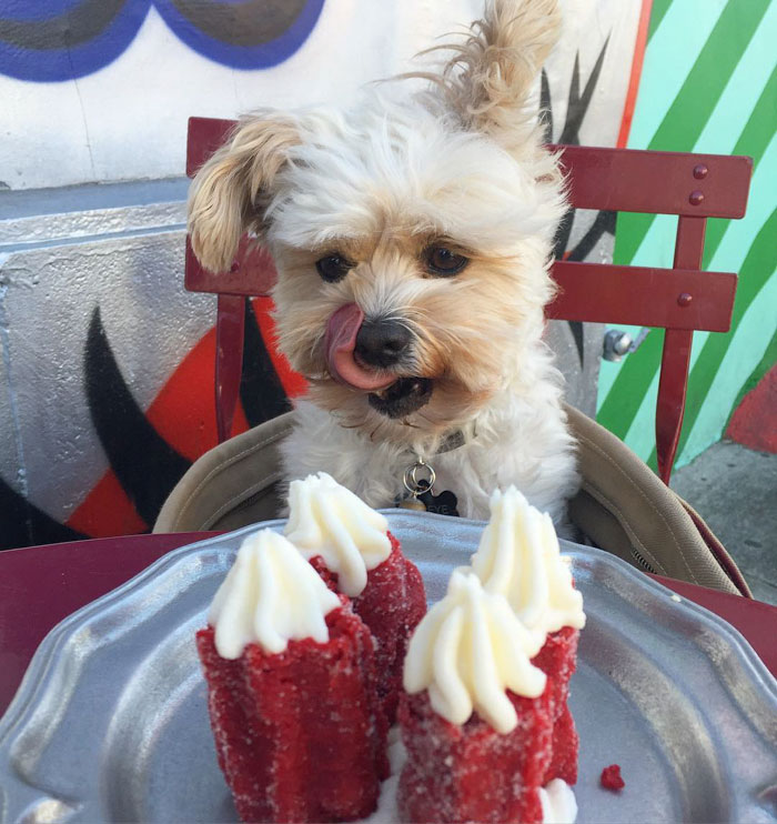 This Rescue Dog&#8217;s Instagram Filled With Food Porn Is Your New Favorite Foodie