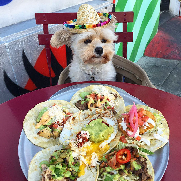 This Rescue Dog&#8217;s Instagram Filled With Food Porn Is Your New Favorite Foodie