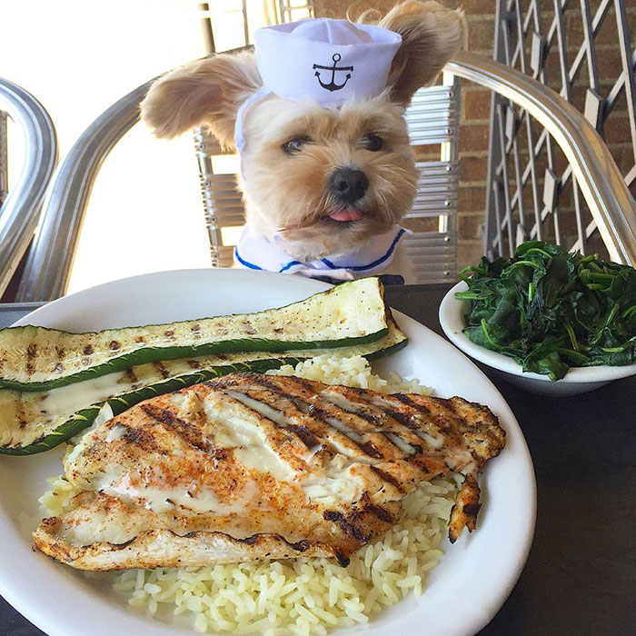 This Rescue Dog&#8217;s Instagram Filled With Food Porn Is Your New Favorite Foodie