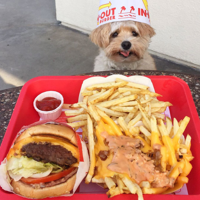 This Rescue Dog&#8217;s Instagram Filled With Food Porn Is Your New Favorite Foodie