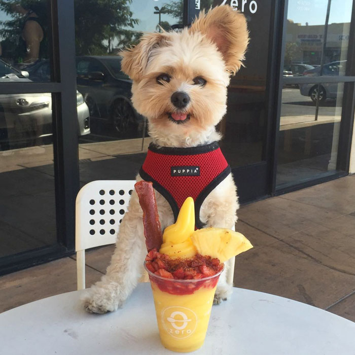 This Rescue Dog&#8217;s Instagram Filled With Food Porn Is Your New Favorite Foodie