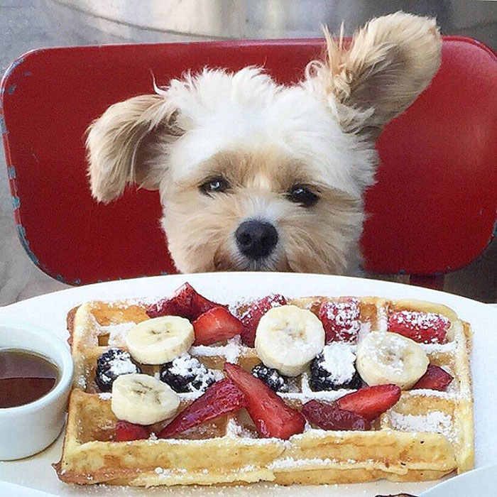 This Rescue Dog&#8217;s Instagram Filled With Food Porn Is Your New Favorite Foodie