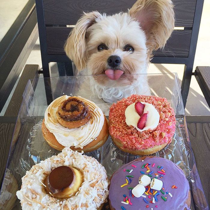 This Rescue Dog&#8217;s Instagram Filled With Food Porn Is Your New Favorite Foodie