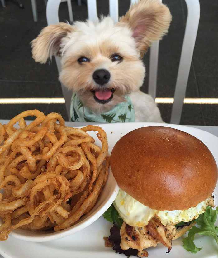 This Rescue Dog&#8217;s Instagram Filled With Food Porn Is Your New Favorite Foodie