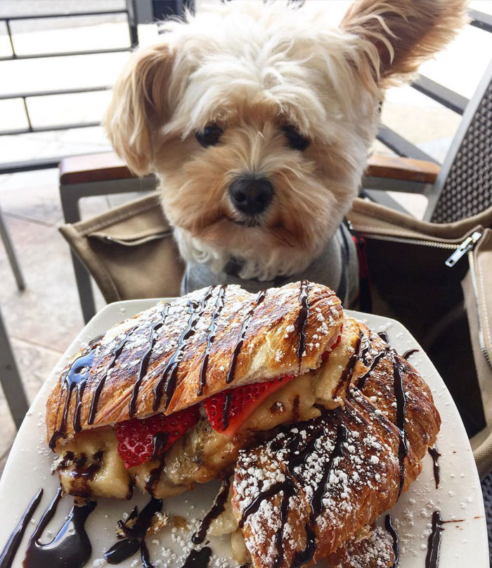 This Rescue Dog&#8217;s Instagram Filled With Food Porn Is Your New Favorite Foodie