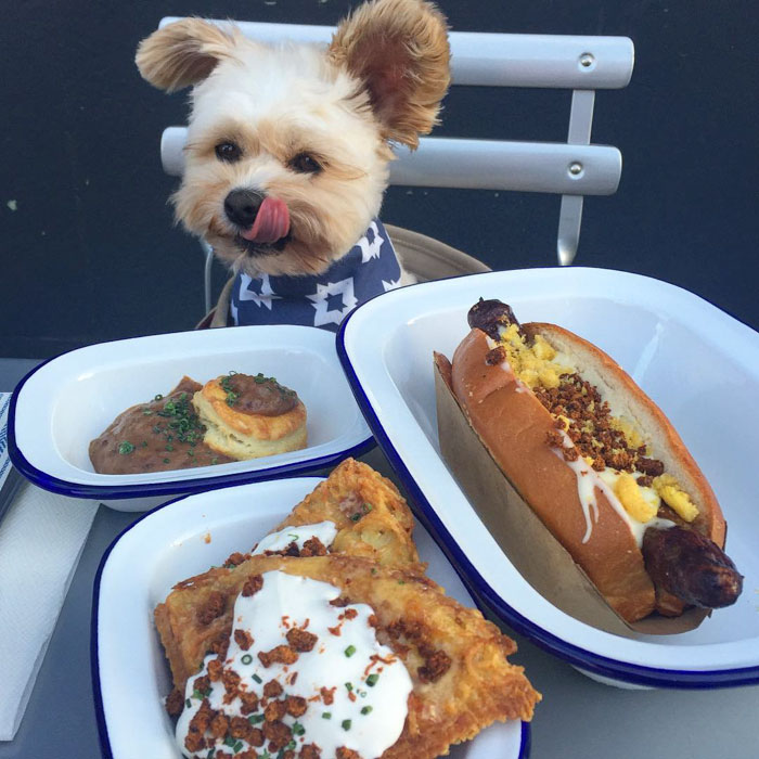 This Rescue Dog&#8217;s Instagram Filled With Food Porn Is Your New Favorite Foodie