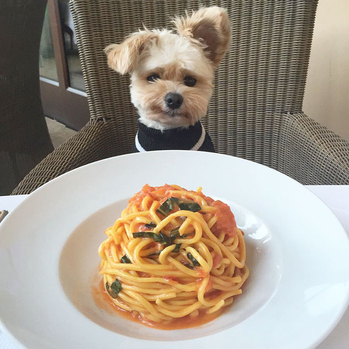This Rescue Dog&#8217;s Instagram Filled With Food Porn Is Your New Favorite Foodie