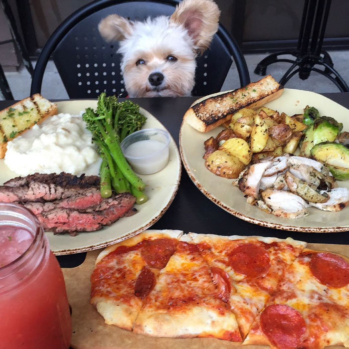 This Rescue Dog&#8217;s Instagram Filled With Food Porn Is Your New Favorite Foodie
