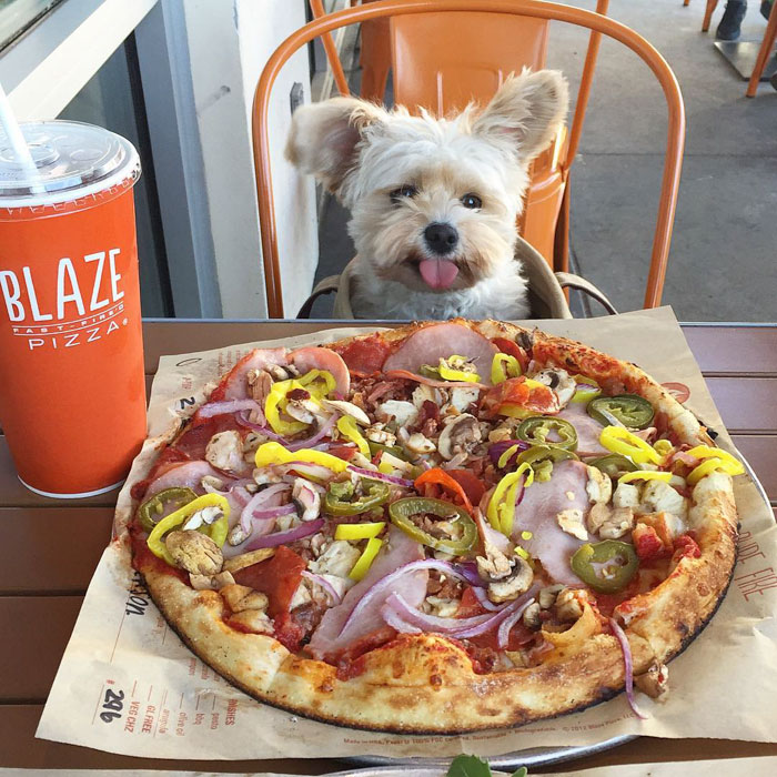 This Rescue Dog&#8217;s Instagram Filled With Food Porn Is Your New Favorite Foodie