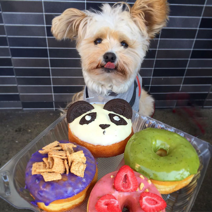 This Rescue Dog&#8217;s Instagram Filled With Food Porn Is Your New Favorite Foodie