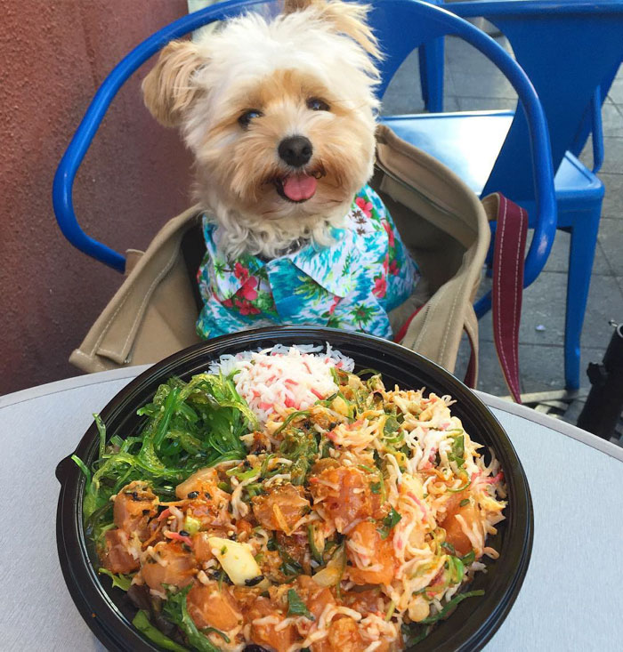 This Rescue Dog&#8217;s Instagram Filled With Food Porn Is Your New Favorite Foodie
