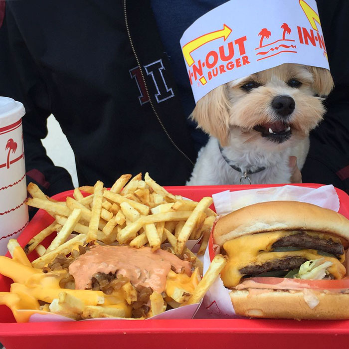 This Rescue Dog&#8217;s Instagram Filled With Food Porn Is Your New Favorite Foodie