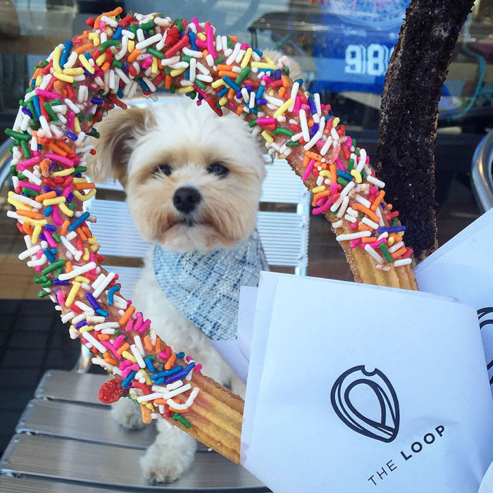 This Rescue Dog&#8217;s Instagram Filled With Food Porn Is Your New Favorite Foodie