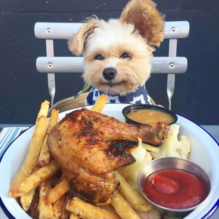 This Rescue Dog&#8217;s Instagram Filled With Food Porn Is Your New Favorite Foodie