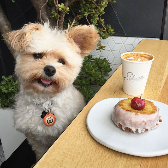 This Rescue Dog&#8217;s Instagram Filled With Food Porn Is Your New Favorite Foodie