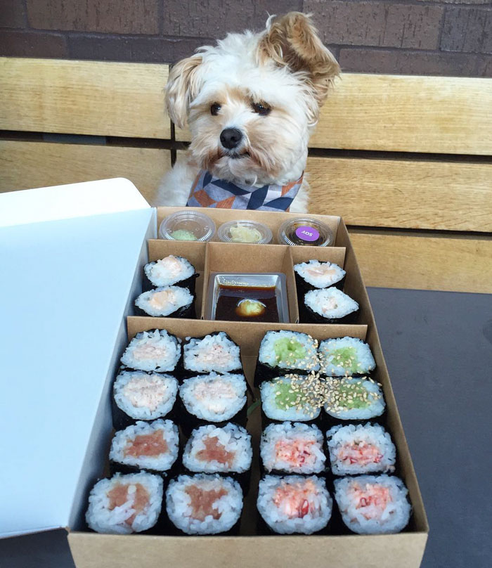 This Rescue Dog&#8217;s Instagram Filled With Food Porn Is Your New Favorite Foodie