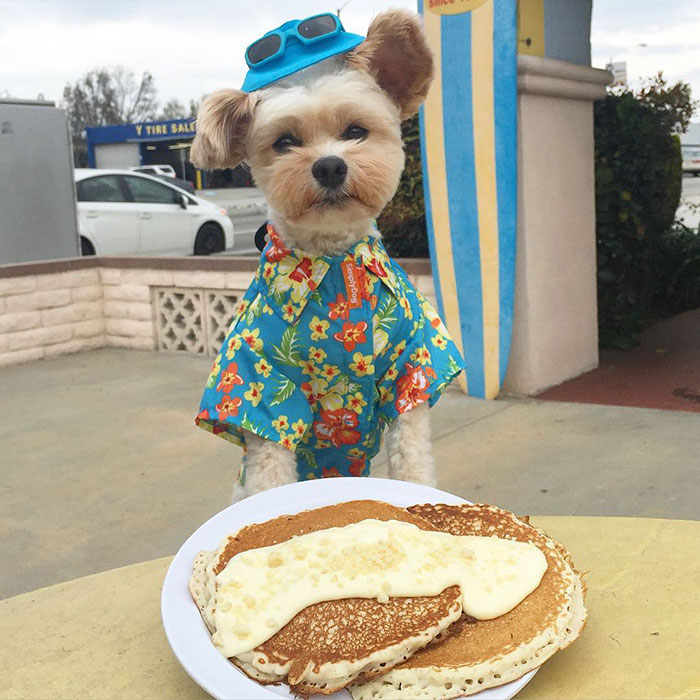 This Rescue Dog&#8217;s Instagram Filled With Food Porn Is Your New Favorite Foodie