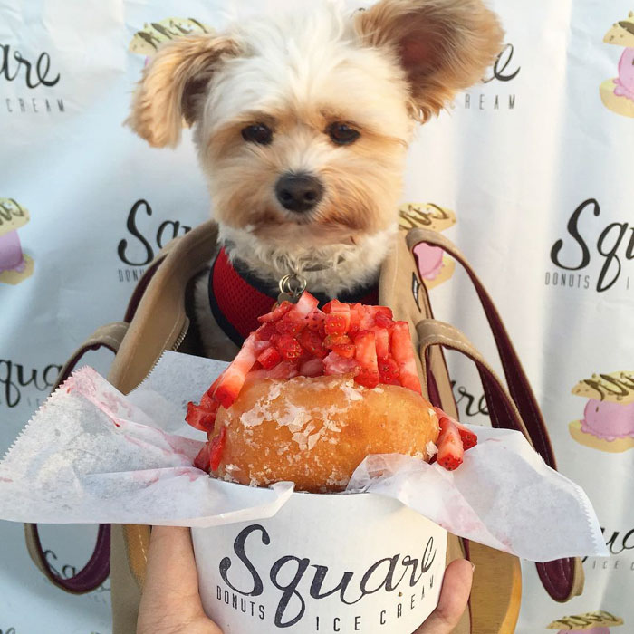 This Rescue Dog&#8217;s Instagram Filled With Food Porn Is Your New Favorite Foodie