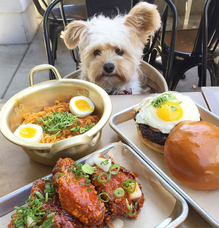 This Rescue Dog&#8217;s Instagram Filled With Food Porn Is Your New Favorite Foodie