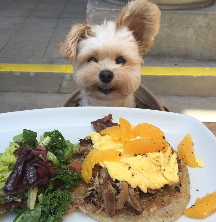 This Rescue Dog&#8217;s Instagram Filled With Food Porn Is Your New Favorite Foodie