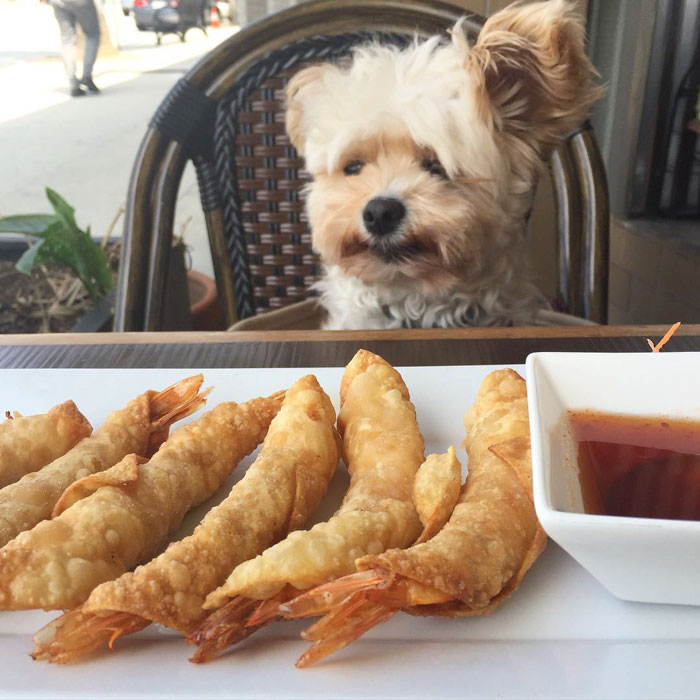 This Rescue Dog&#8217;s Instagram Filled With Food Porn Is Your New Favorite Foodie