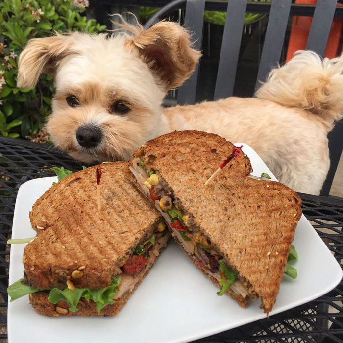 This Rescue Dog&#8217;s Instagram Filled With Food Porn Is Your New Favorite Foodie