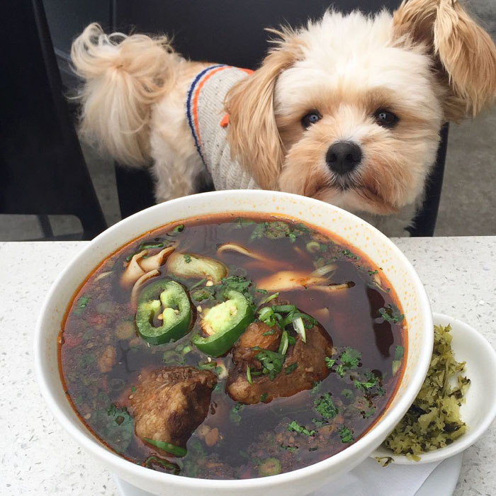 This Rescue Dog&#8217;s Instagram Filled With Food Porn Is Your New Favorite Foodie
