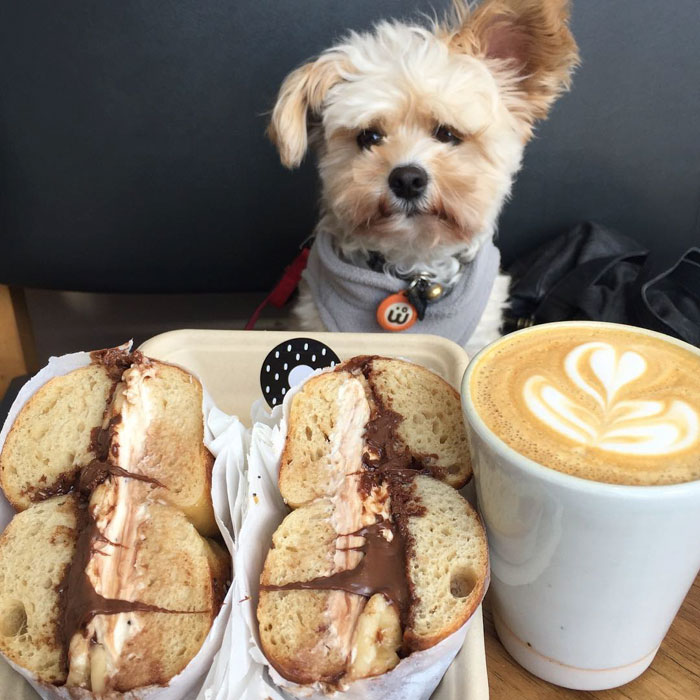 This Rescue Dog&#8217;s Instagram Filled With Food Porn Is Your New Favorite Foodie