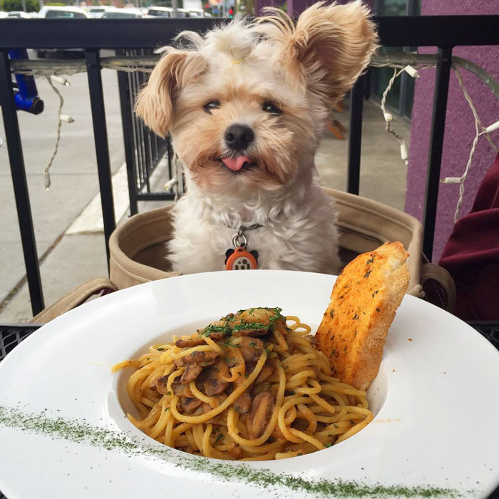 This Rescue Dog&#8217;s Instagram Filled With Food Porn Is Your New Favorite Foodie