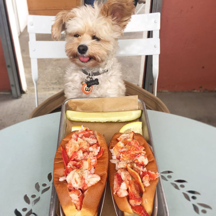 This Rescue Dog&#8217;s Instagram Filled With Food Porn Is Your New Favorite Foodie