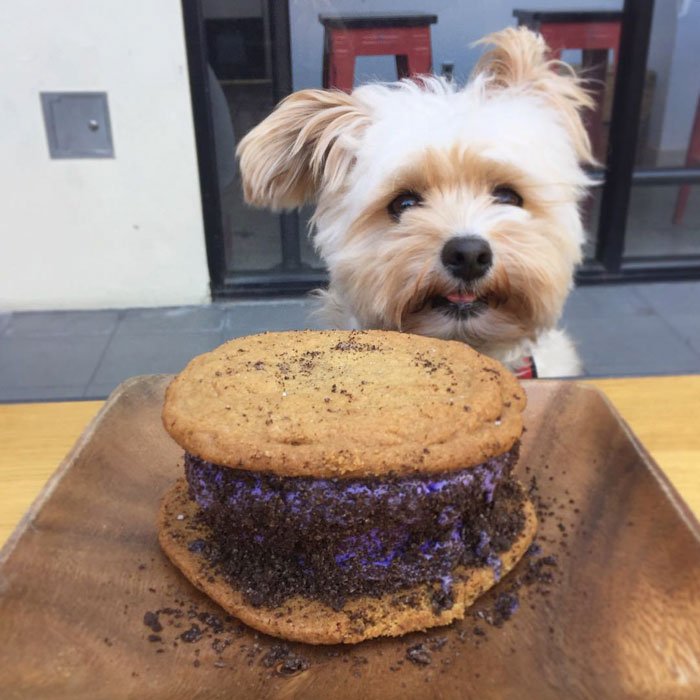 This Rescue Dog&#8217;s Instagram Filled With Food Porn Is Your New Favorite Foodie