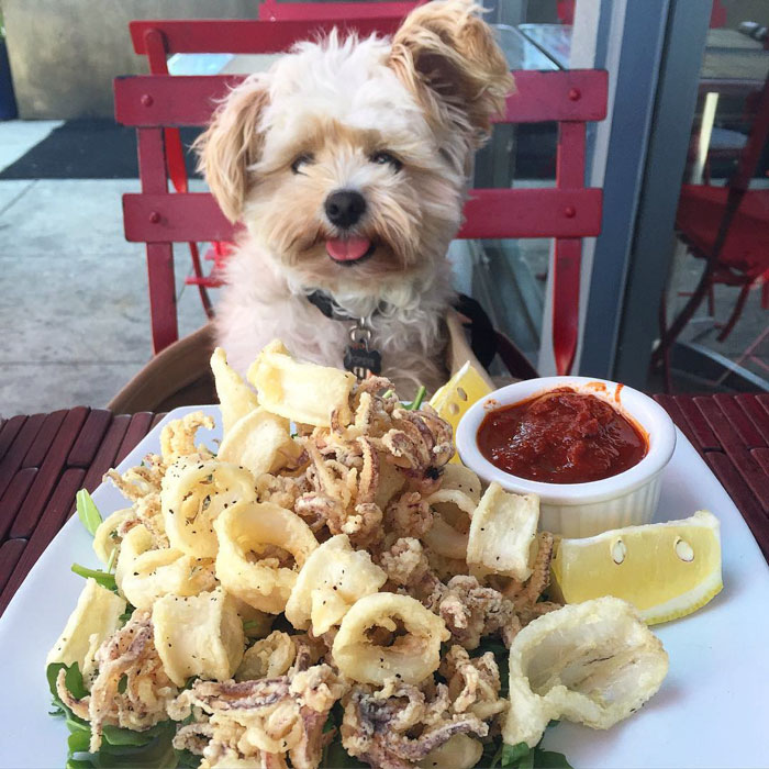 This Rescue Dog&#8217;s Instagram Filled With Food Porn Is Your New Favorite Foodie